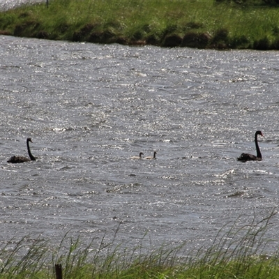 Cygnus atratus (Black Swan) at Dunlop, ACT - 18 Oct 2016 by Jennybach