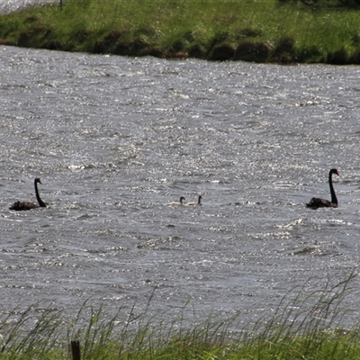 Cygnus atratus (Black Swan) at Dunlop, ACT - 18 Oct 2016 by Jennybach