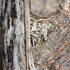 Eopsaltria australis at Denman Prospect, ACT - 27 Oct 2024 08:34 AM