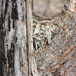 Eopsaltria australis at Denman Prospect, ACT - 27 Oct 2024