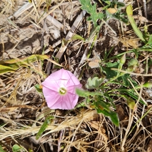 Convolvulus angustissimus subsp. angustissimus at Mawson, ACT - 31 Oct 2024 11:21 AM