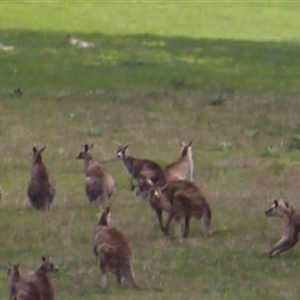 Macropus giganteus at Wallaroo, NSW - 18 Oct 2016