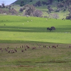 Macropus giganteus at Wallaroo, NSW - 18 Oct 2016