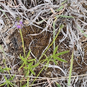 Cullen tenax at Mawson, ACT - 31 Oct 2024 11:37 AM