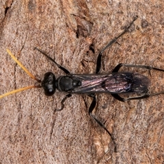 Fabriogenia sp. (genus) (Spider wasp) at Melba, ACT - 29 Oct 2024 by kasiaaus