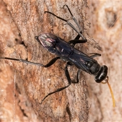 Fabriogenia sp. (genus) at Melba, ACT - 29 Oct 2024