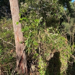 Unidentified Other Shrub at Bonny Hills, NSW - 30 Oct 2024 by pls047