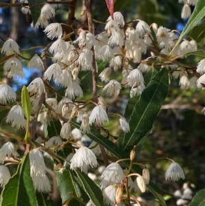 Elaeocarpus reticulatus at Bonny Hills, NSW - suppressed