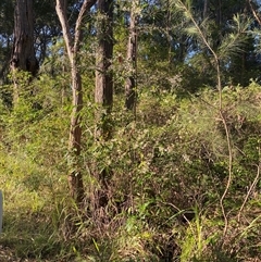 Elaeocarpus reticulatus at Bonny Hills, NSW - suppressed