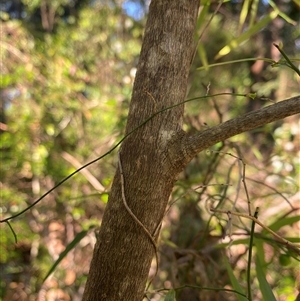 Elaeocarpus reticulatus at Bonny Hills, NSW - suppressed