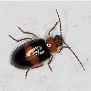 Monolepta rubrofasciata at Melba, ACT - 29 Oct 2024