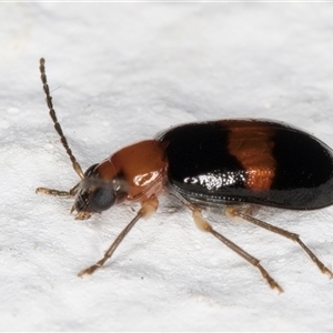 Monolepta rubrofasciata at Melba, ACT - 29 Oct 2024