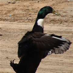 Anas platyrhynchos (Mallard (Domestic Type)) at Dunlop, ACT - 18 Oct 2016 by Jennybach