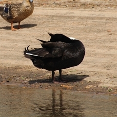 Anas platyrhynchos at Dunlop, ACT - 18 Oct 2016 11:27 AM