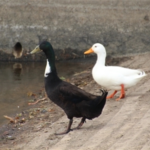 Anas platyrhynchos at Dunlop, ACT - 18 Oct 2016 11:27 AM