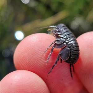 Isopoda (order) at Stuarts Creek, SA by atticus