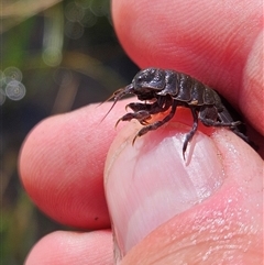 Isopoda (order) at Stuarts Creek, SA - 31 Oct 2024 10:52 AM