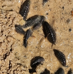 Isopoda (order) at Stuarts Creek, SA - 31 Oct 2024 10:52 AM