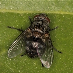 Tachinidae (family) (Unidentified Bristle fly) at Melba, ACT - 29 Oct 2024 by kasiaaus