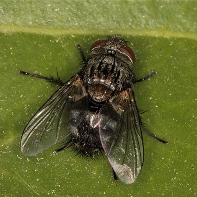 Unidentified True fly (Diptera) at Melba, ACT - 29 Oct 2024 by kasiaaus