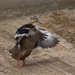 Anas platyrhynchos (Mallard (Domestic Type)) at Dunlop, ACT - 18 Oct 2016 by Jennybach