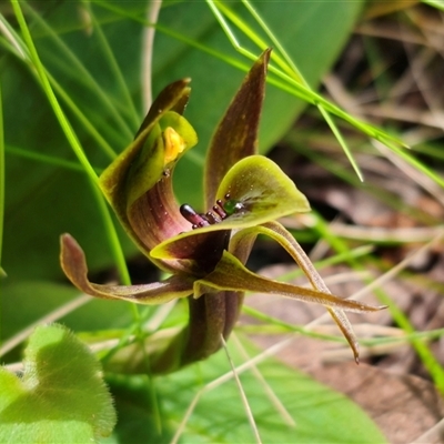 Chiloglottis sp. aff. jeanesii (Kybeyan Bird Orchid) at Rossi, NSW - 31 Oct 2024 by Csteele4