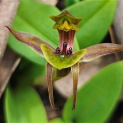 Chiloglottis sp. aff. jeanesii at suppressed - 31 Oct 2024