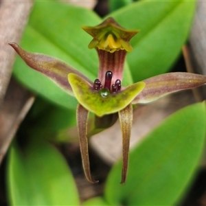 Chiloglottis sp. aff. jeanesii at suppressed - 31 Oct 2024