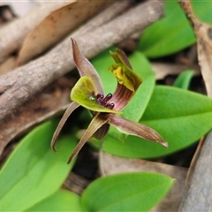 Chiloglottis sp. aff. jeanesii at suppressed - 31 Oct 2024