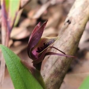 Chiloglottis sp. aff. jeanesii at suppressed - 31 Oct 2024