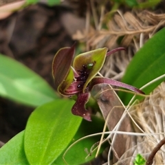 Chiloglottis sp. aff. jeanesii at suppressed - 31 Oct 2024