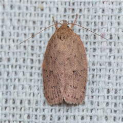 Garrha carnea (A concealer moth) at Harrison, ACT - 27 Oct 2024 by DPRees125