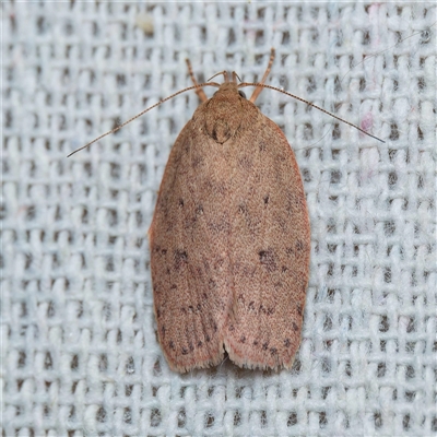 Garrha carnea (A concealer moth) at Harrison, ACT - 27 Oct 2024 by DPRees125