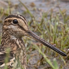 Gallinago hardwickii (Latham's Snipe) at Fyshwick, ACT - 31 Oct 2024 by rawshorty