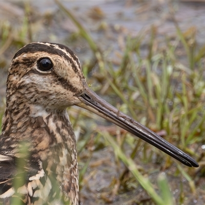 Gallinago hardwickii (Latham's Snipe) at Fyshwick, ACT - 31 Oct 2024 by rawshorty