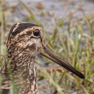 Gallinago hardwickii at Fyshwick, ACT - 31 Oct 2024