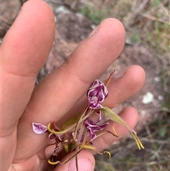 Diuris dendrobioides (Late Mauve Doubletail) by JLolicato1