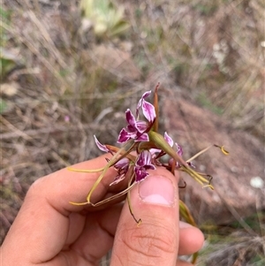 Diuris dendrobioides at suppressed - 31 Oct 2024