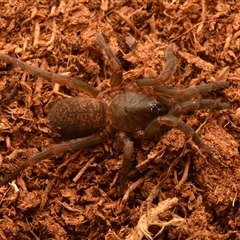 Ozicrypta microcauda (Brush-footed trapdoor) at Tungamull, QLD - 27 Oct 2024 by NateKingsford