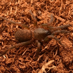 Ozicrypta microcauda (Brush-footed trapdoor) at Tungamull, QLD by NateKingsford