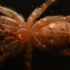 Ozicrypta microcauda at Tungamull, QLD - 27 Oct 2024 03:34 PM