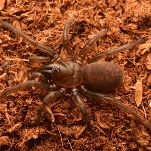 Trittame sp. (Brush-footed trapdoor) at Frenchville, QLD by NateKingsford