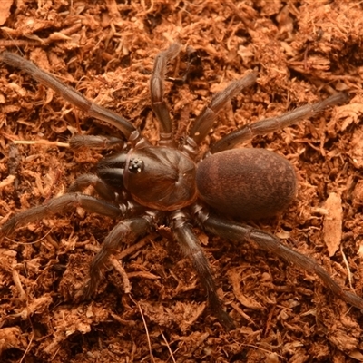 Trittame sp. (Brush-footed trapdoor) at Frenchville, QLD - 27 Oct 2024 by NateKingsford