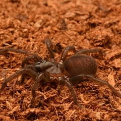 Trittame sp. at Frenchville, QLD - 27 Oct 2024 04:37 PM