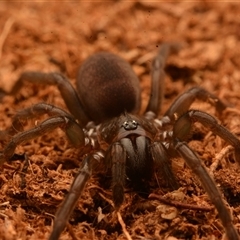 Trittame sp. at Frenchville, QLD - 27 Oct 2024 04:37 PM