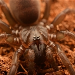Trittame sp. at Frenchville, QLD - 27 Oct 2024 04:37 PM