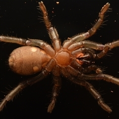 Trittame sp. at Frenchville, QLD - 27 Oct 2024 04:37 PM