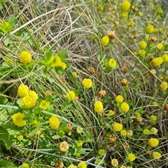 Trifolium campestre (Hop Clover) at Phillip, ACT - 31 Oct 2024 by Mike