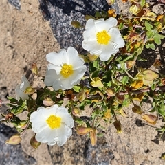 Cistus salviifolius (Sageleaf Rockrose) at Phillip, ACT - 31 Oct 2024 by Mike
