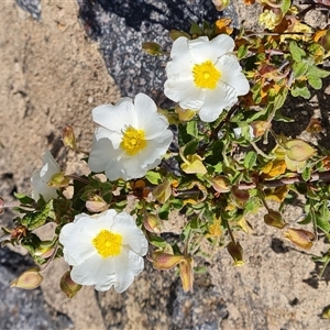 Cistus salviifolius at Phillip, ACT - 31 Oct 2024